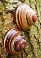 snail-.
